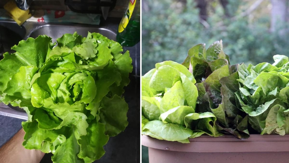 Double the Harvest: How to Grow Lettuce and Radish Together in the Same Container!