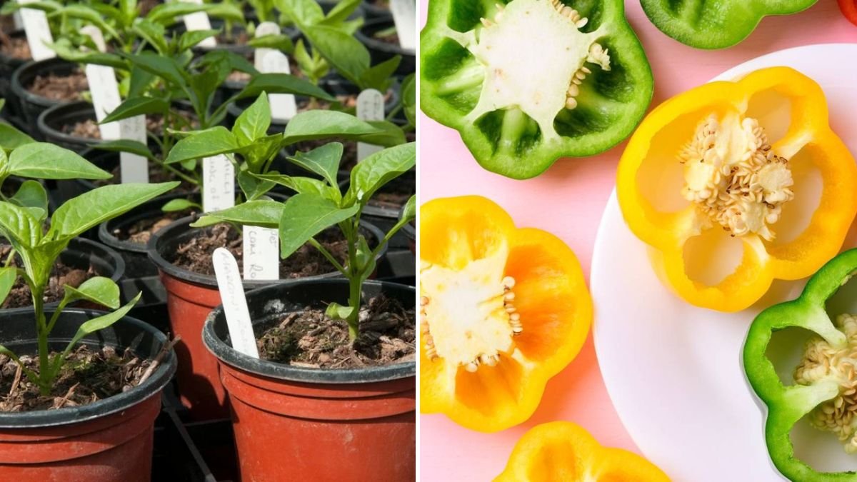 From Seed to Garden: How to Grow Healthy Bell Pepper Seedlings Step-by-Step