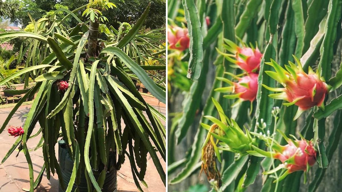 Container Dragon Fruit Gardening: The Easy Step-by-Step Guide from Stem to Sweet Harvest