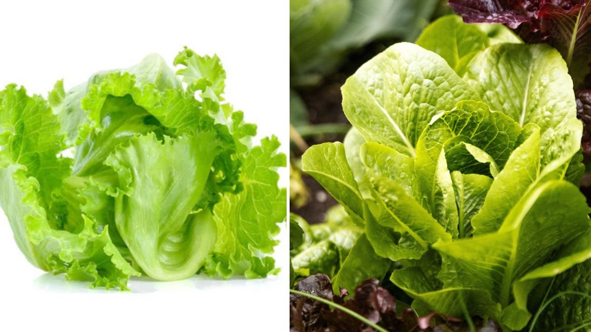 Grow Healthy Lettuce at Home: Easy Care Tips from Seed to Transplant