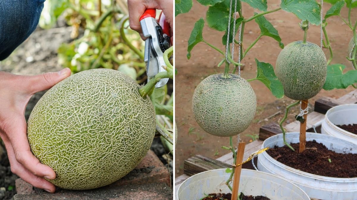 Growing Melons in Containers: Achieving Multiple Fruits per Plant