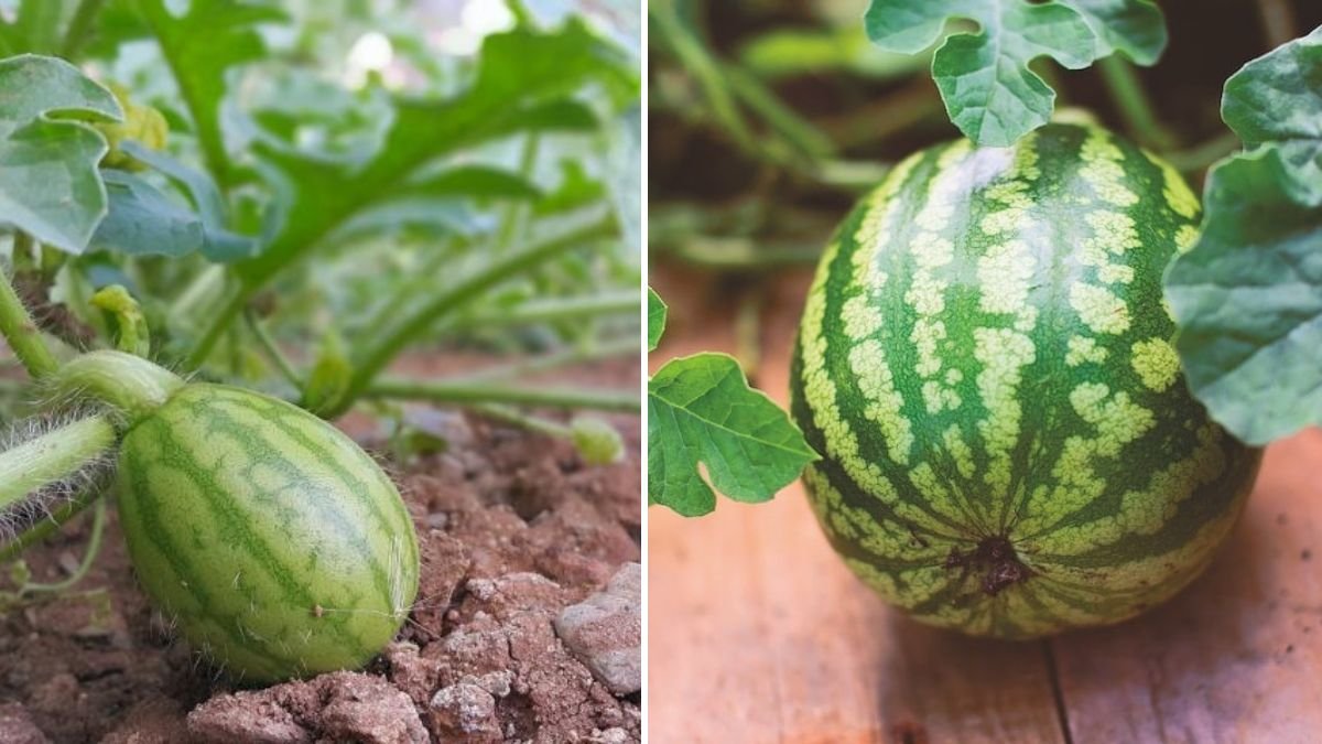 How to Successfully Plant Melon Seedlings in Your Garden