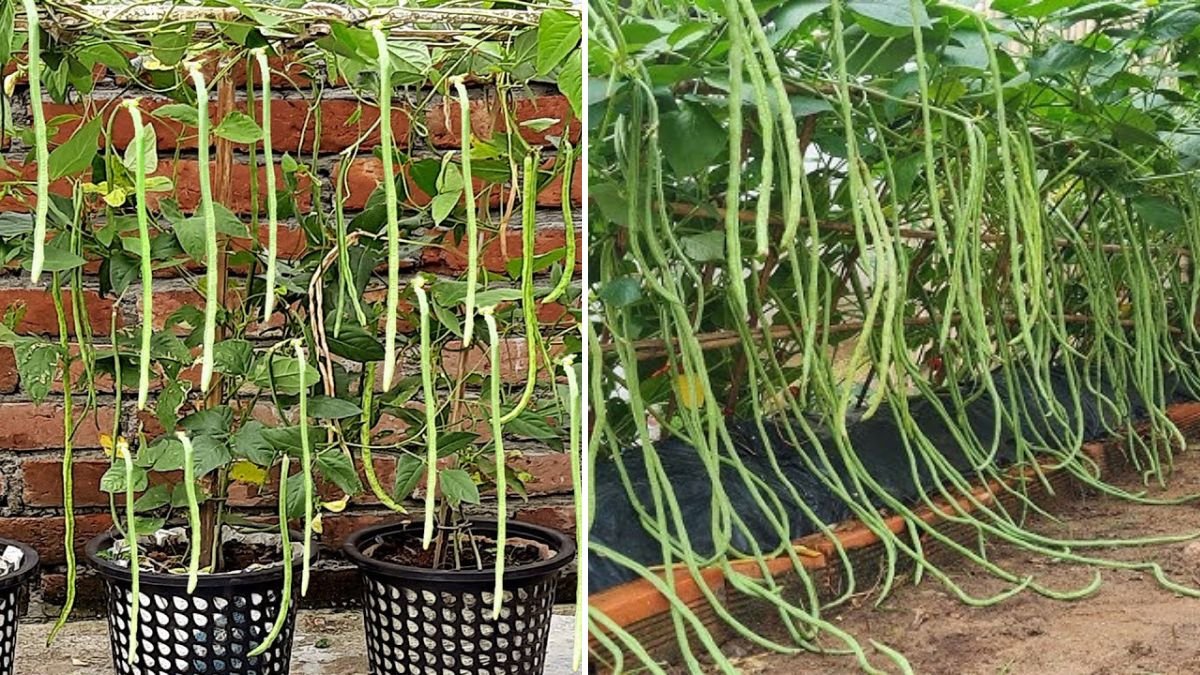 How to Grow Long Beans from Seed to Harvest in Recycle Sacks