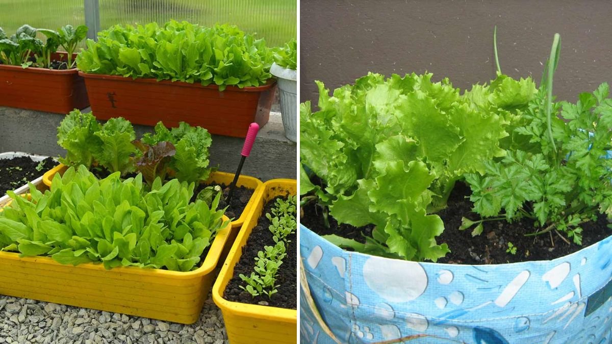 How to Grow Lettuce in Plastic Pots from Seed to Harvest