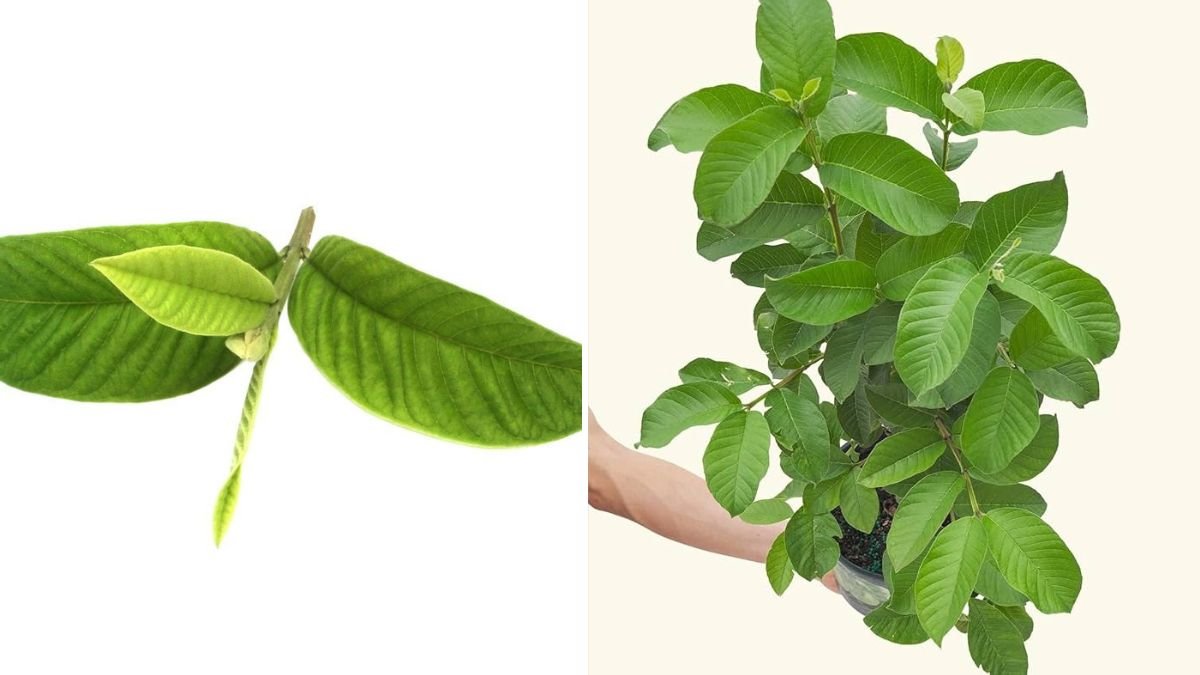 Fastest Way to Propagate Guava Tree: The Proven Method Every Gardener Should Try!