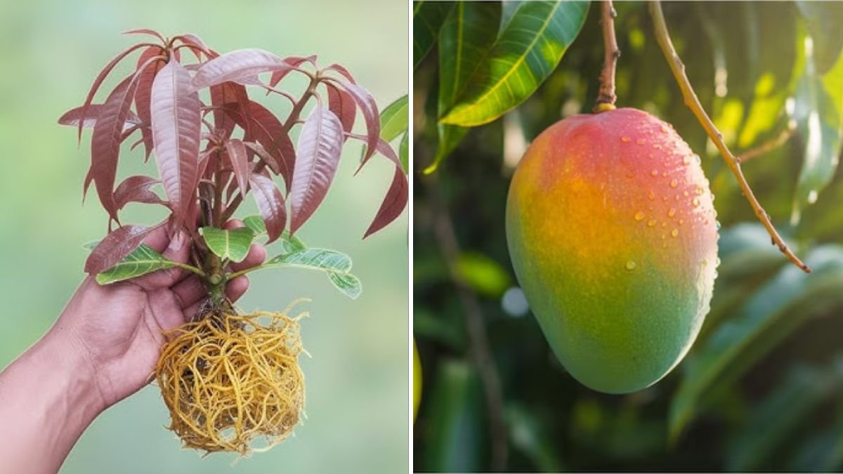 MANGO Trees Are Easier to Propagate Than You Think: The Complete Guide to Fast & Successful Propagation