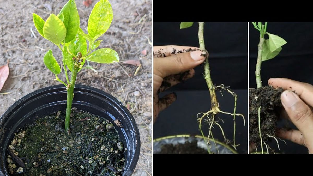 Fastest Way to Propagate Citrus Trees: Root Citrus Cuttings in Just 1 Month!