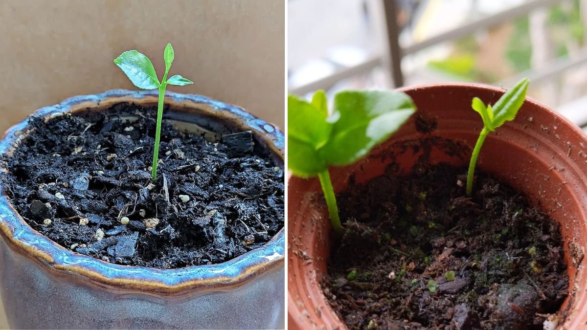 I Grew a Lemon Tree in Just 1 Month—Here’s the Exact Method That Works Like Magic!