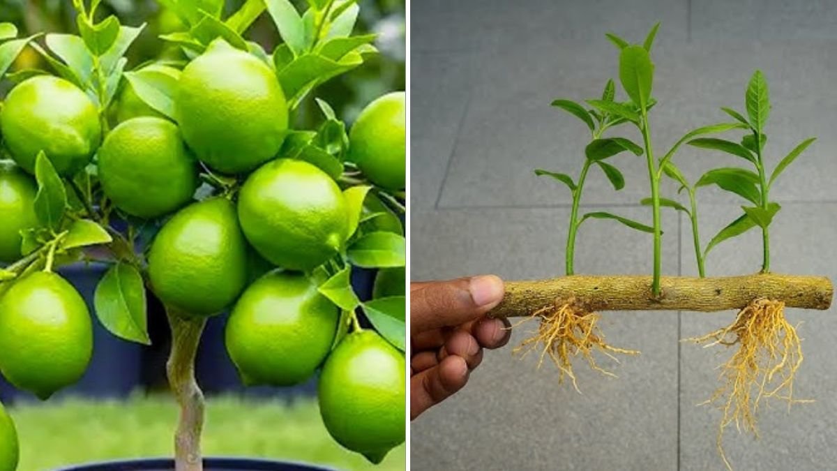 How I Used “Banana Power” to Propagate a Lemon Tree FAST — The Simple Trick That Works Like Magic!