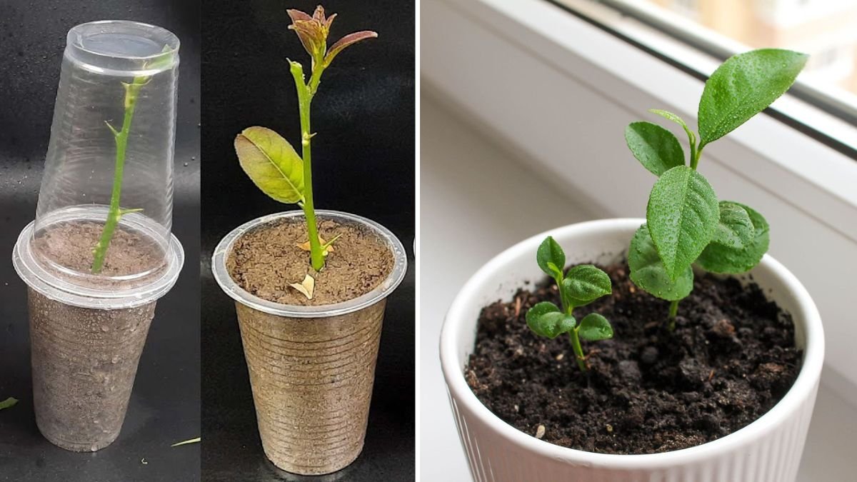 Grow Citrus Trees from Cuttings: The Easiest, Fastest Method for Home Gardeners!