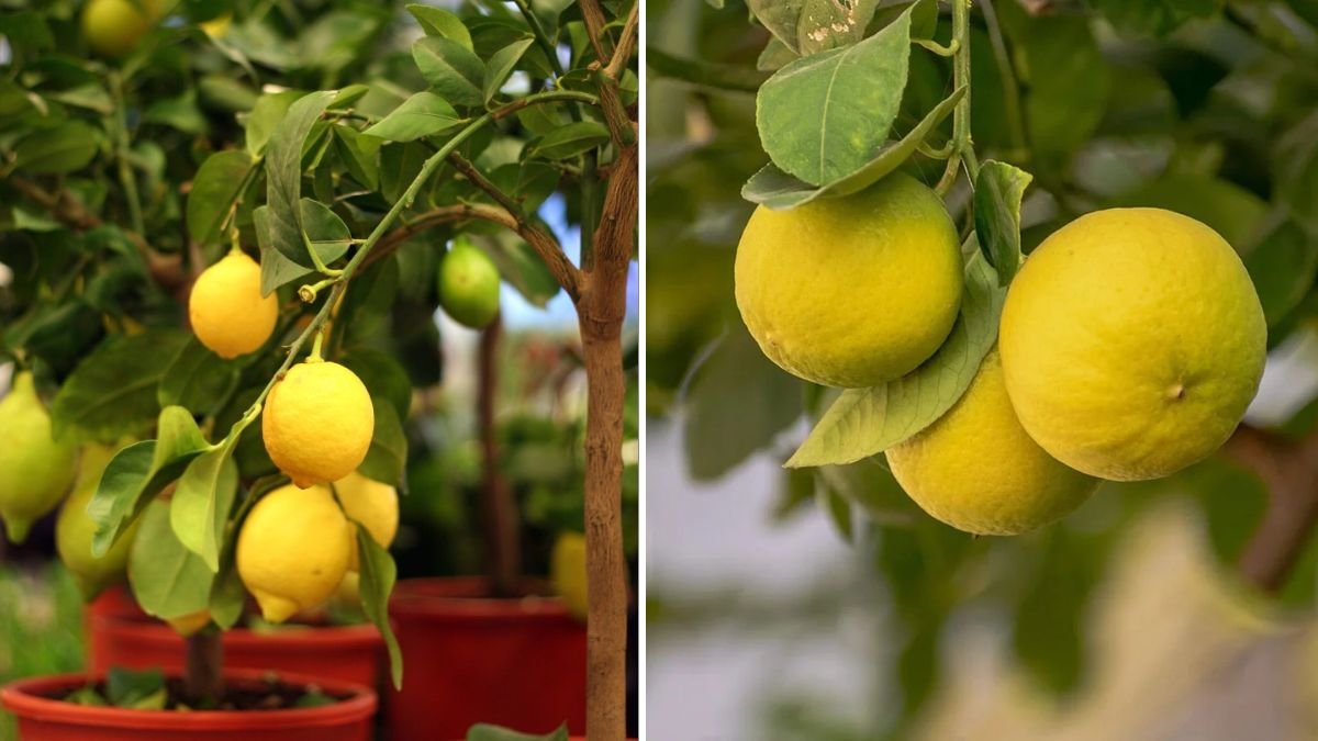 The Secret Formula to Growing a PERFECT Lemon Tree at Home — Even If You’re a Beginner!