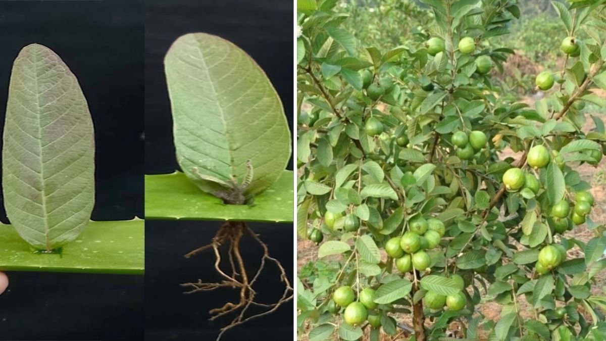 Grow Guava Trees FASTER with These Proven Professional Tricks Every Gardener Should Know!