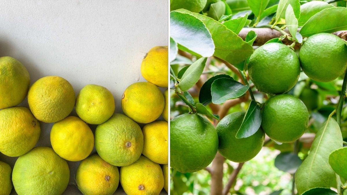 Grow a PERFECT Lime Tree in Just 30 Days Using These Expert Gardening Secrets!