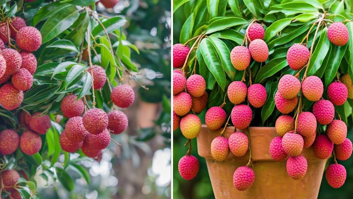 The Most Effective & Foolproof Way to Propagate Your Lychee Tree at Home