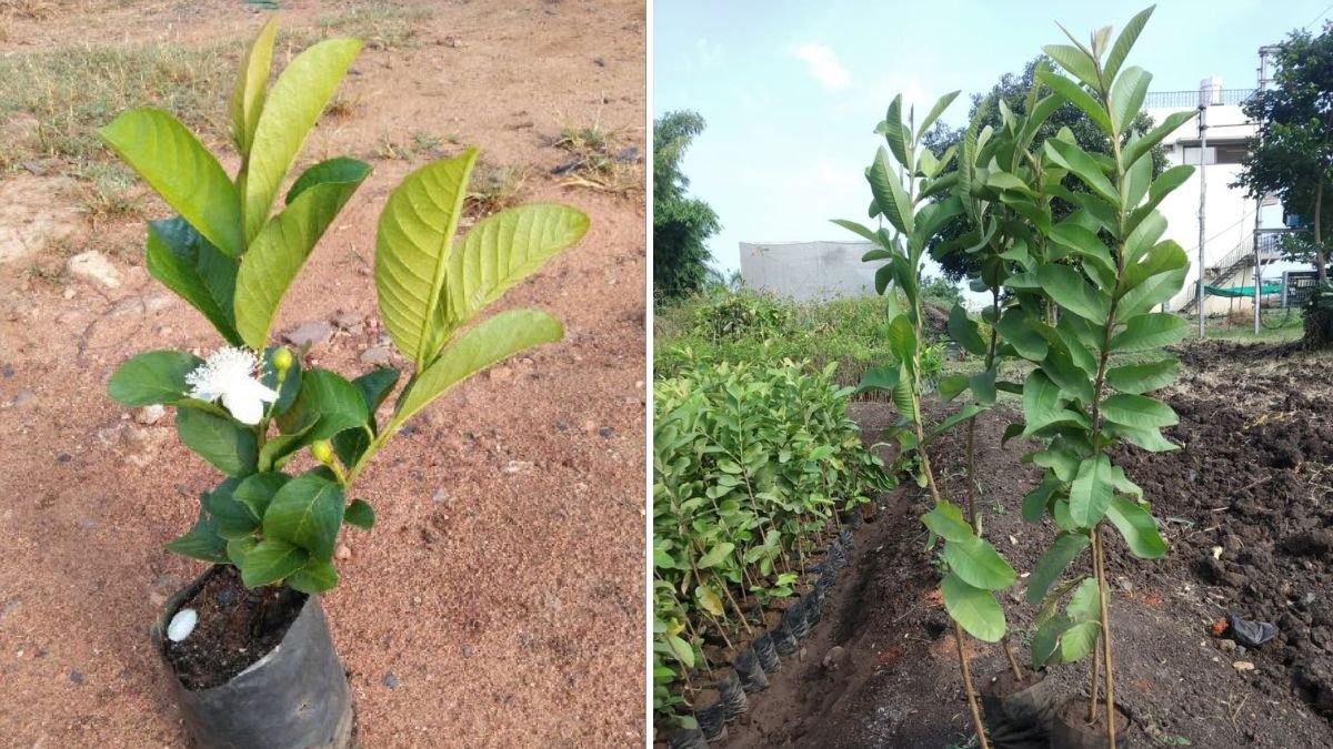 Guava Growing Secrets Professionals Don’t Want You to Know: Master Tips for Faster Growth and Juicier Fruits