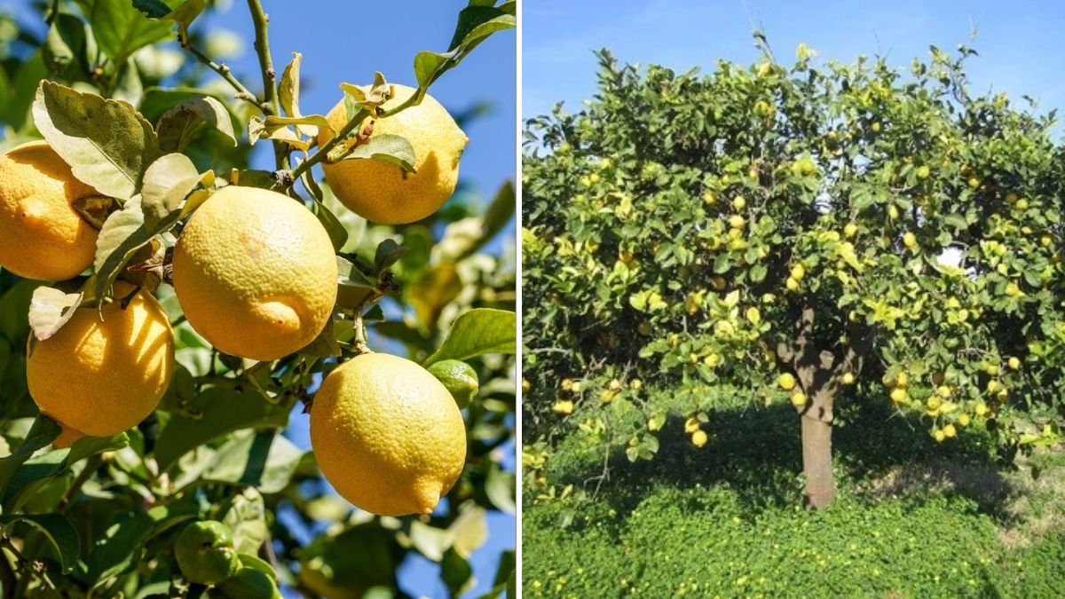Fast Track Your Lemon Tree Growth: The Ultimate Guide to Growing Strong, Fruiting Lemon Trees in Record Time