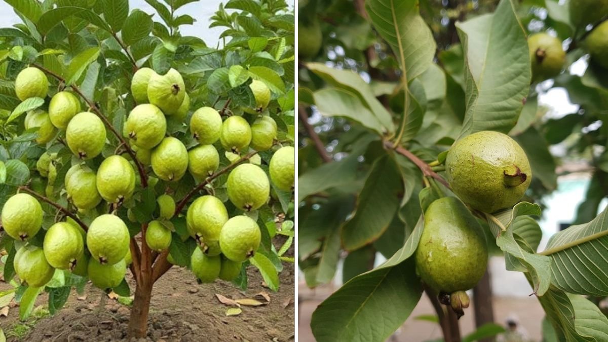 What’s the Fastest Way to Grow Guava? Discover the Professional Method for Rapid Growth and Early Fruiting