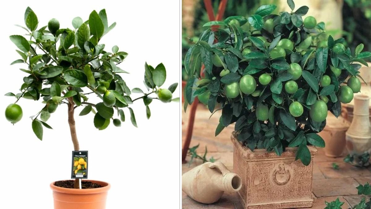 How to Grow a Lime Tree: Brilliant Propagation Ideas to Raise Strong, Fruiting Lime Trees at Home