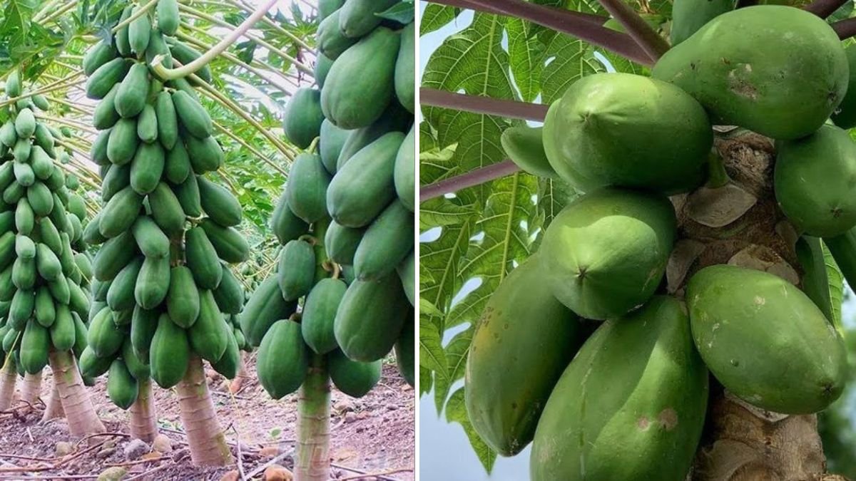 How to Grow a Papaya Tree at Home: Amazing Tips for Fast Growth and Heavy Fruit Yield