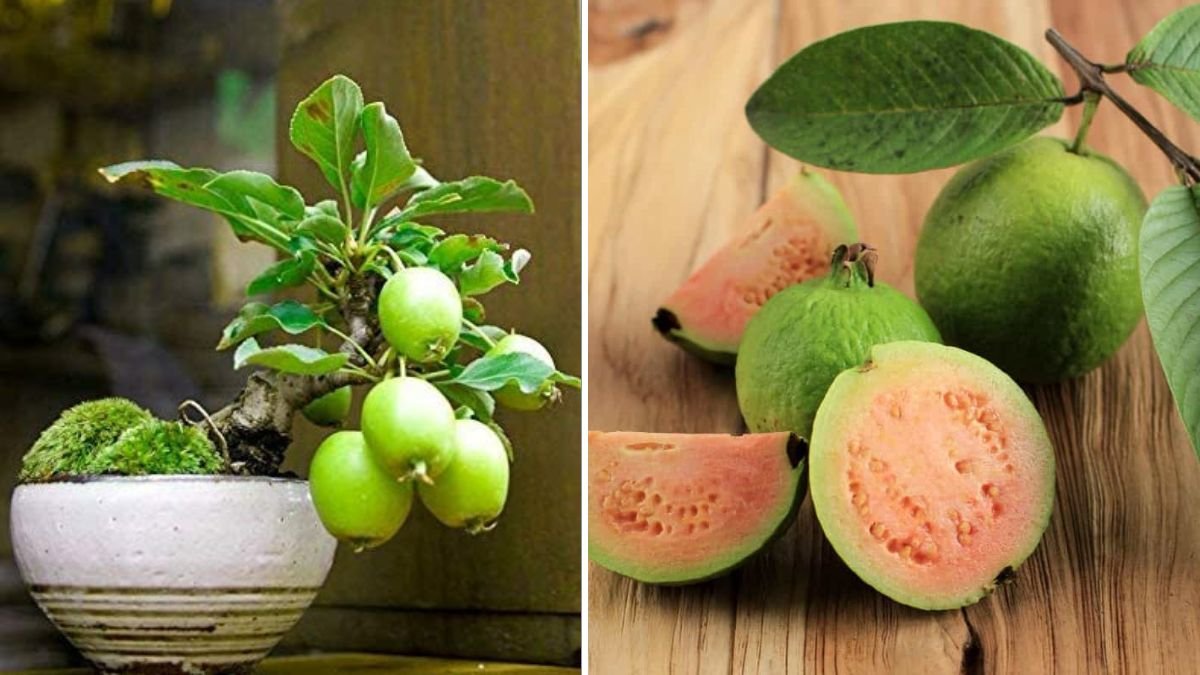 How to Grow a Guava Tree: Step-By-Step Guide to Growing Your Own Healthy and Fruitful Guava at Home
