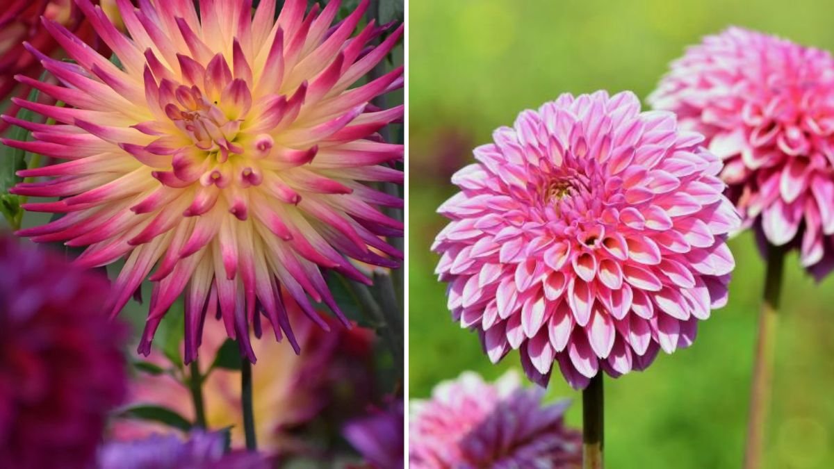 Rose and Dahlia Flowers: A Complete Guide to Growing, Caring, and Enjoying Two of Nature’s Most Stunning Blooms