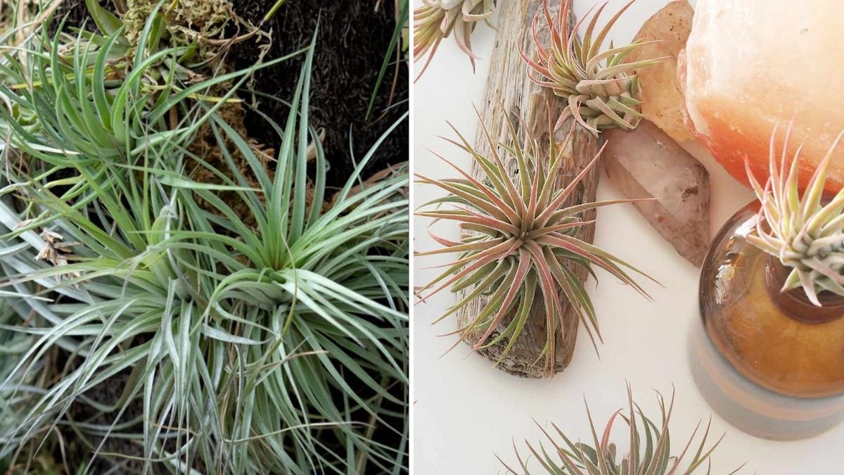 Great Idea to Propagate: Innovative and Simple Methods to Multiply Your Plants at Home