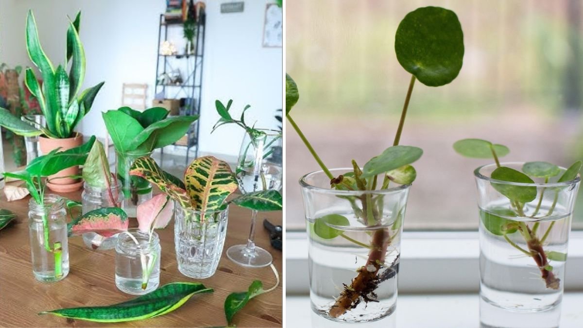 Great Idea to Propagate: Smart, Simple, and Natural Ways to Multiply Your Plants at Home