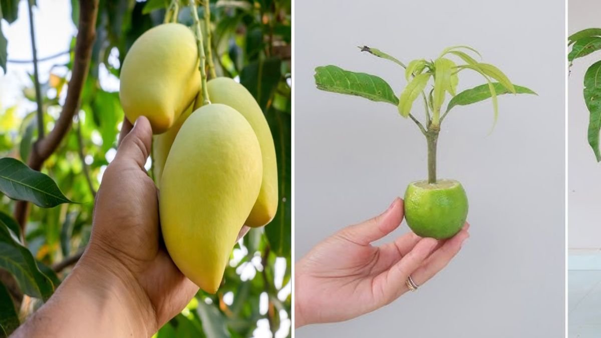 How to Grow Mango at Home: A Complete Beginner’s Guide to Planting, Caring, and Harvesting Sweet Mangoes