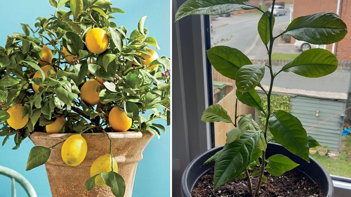 Grow Lemon Trees Faster at Home: The Ultimate Guide to Lemon Tree Propagation for Beginners