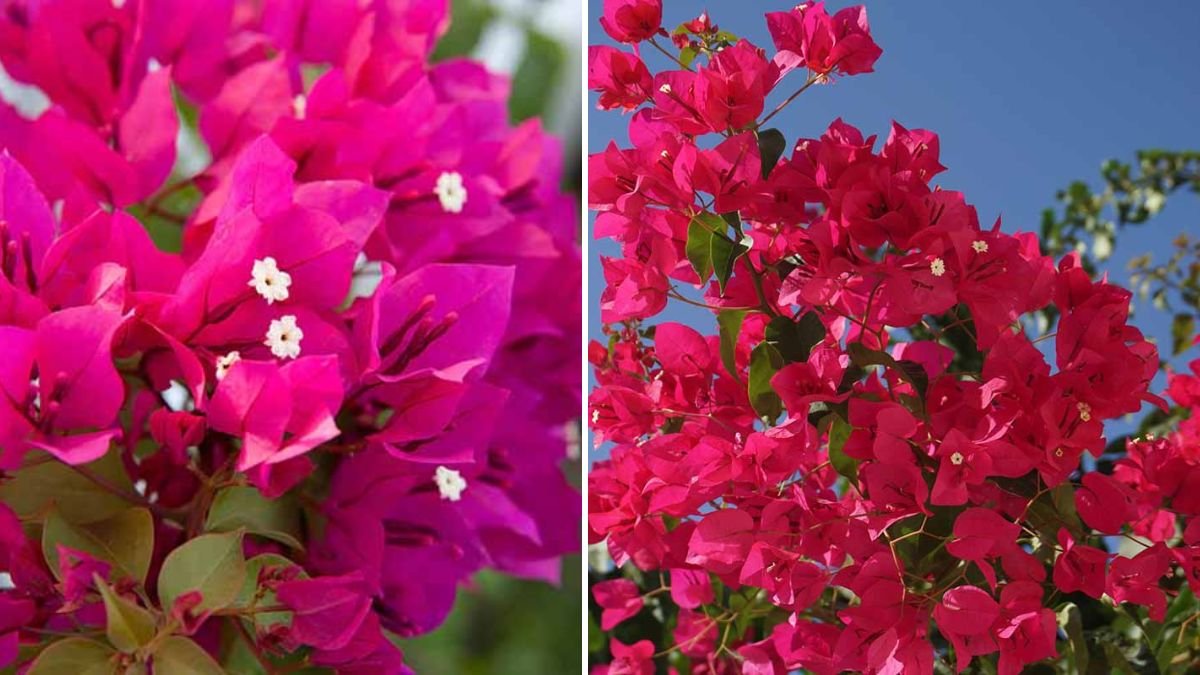 Blooming Beauty: The Complete Guide to Propagating Bougainvillea Easily at Home
