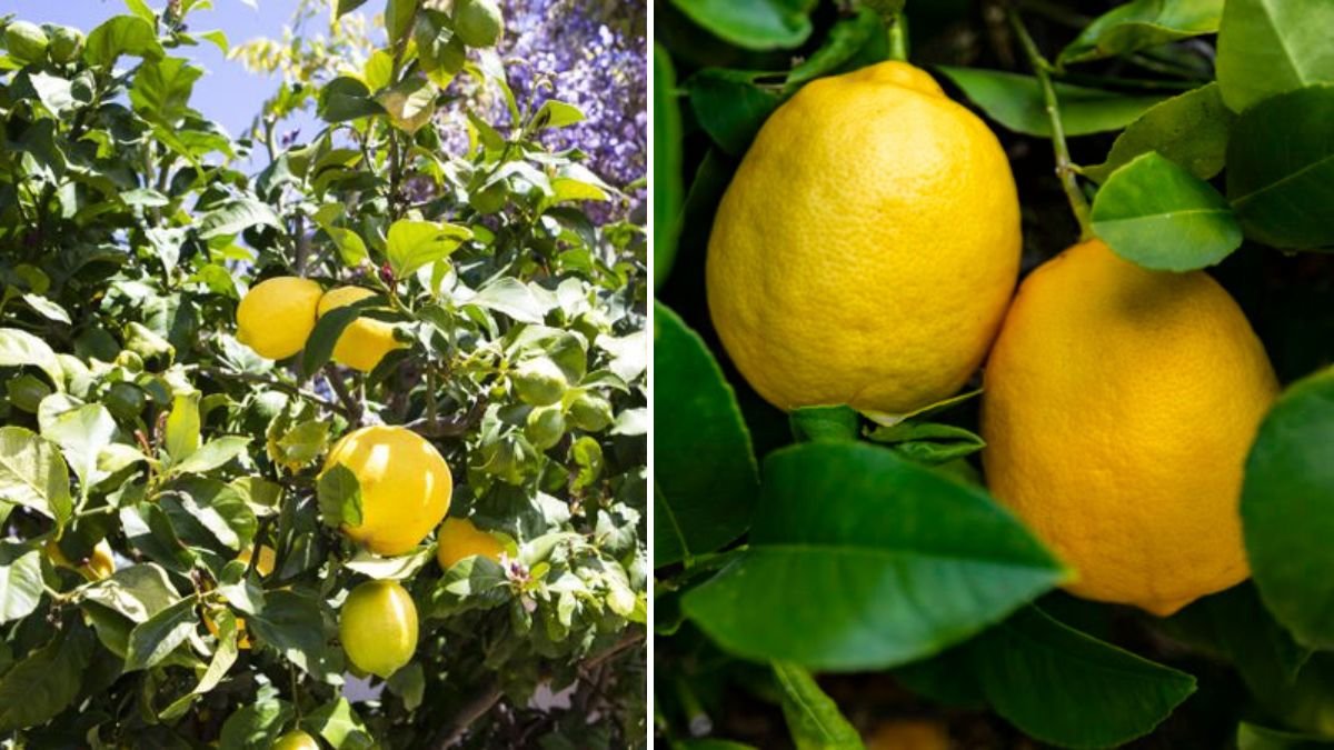Grow Lemon Trees Faster at Home: A Beginner’s Complete Guide to Propagating Lemon Trees Successfully