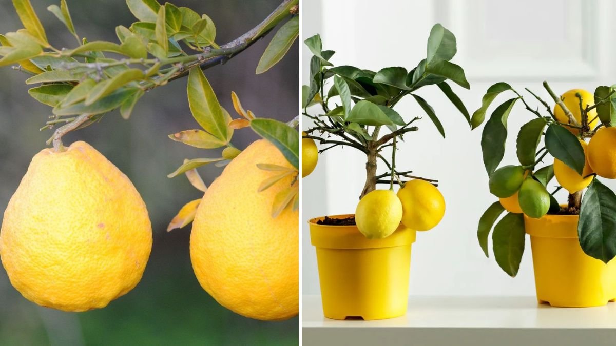 Propagate Lemon Easily at Home: The Ultimate Beginner’s Guide to Growing Healthy Lemon Plants