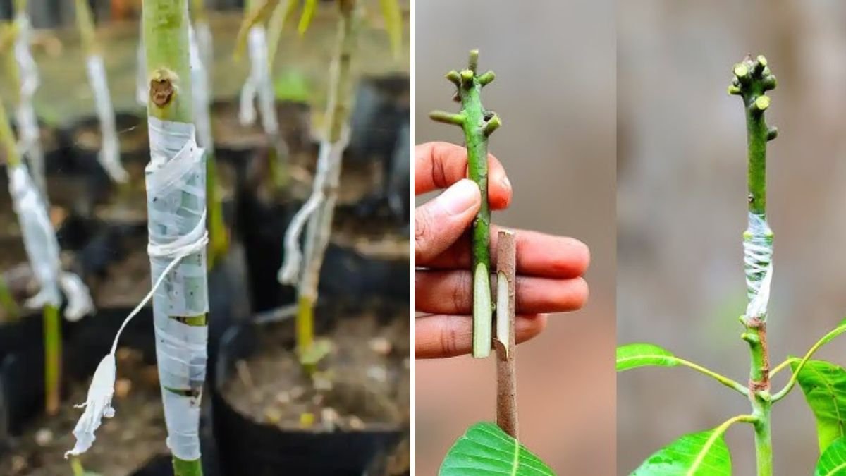 Mastering Mango Tree Grafting: A Complete Guide to Growing Stronger, Faster-Producing Mango Trees