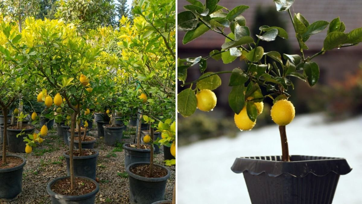 Propagation of Lemon Trees Made Easy: A Complete Guide to Growing Healthy Lemon Plants at Home