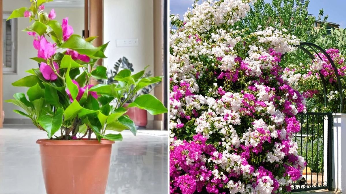Propagate Bougainvillea: The Ultimate Beginner’s Guide to Growing Vibrant, Long-Lasting Bougainvillea Plants at Home