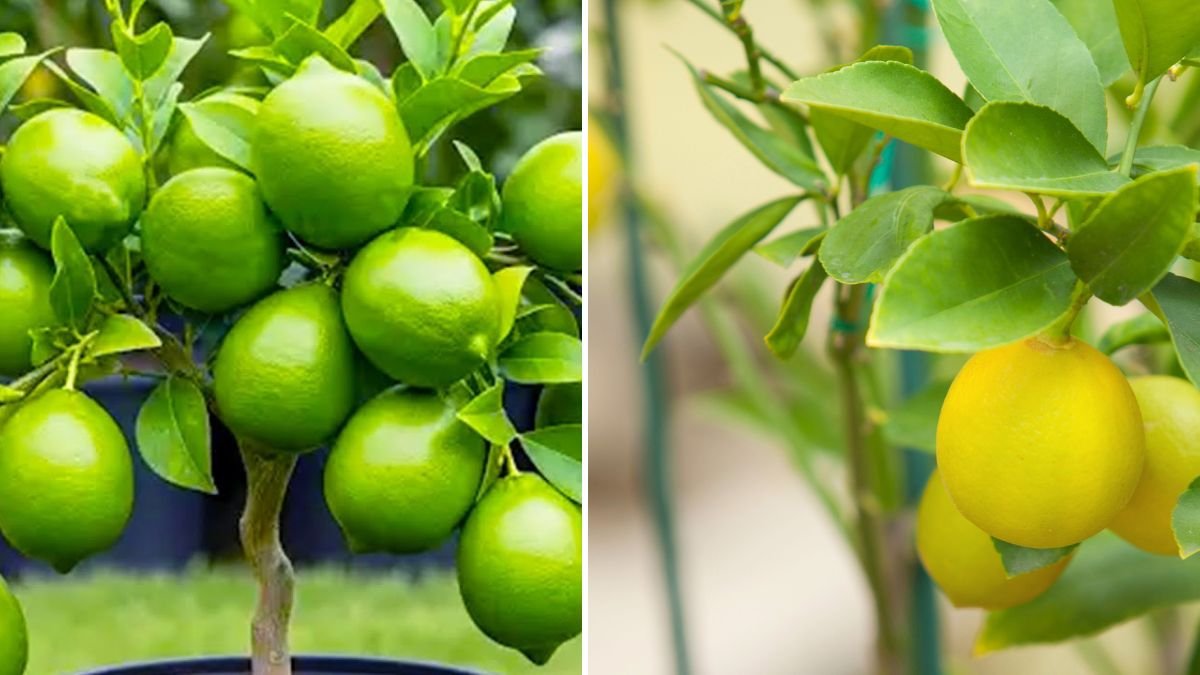 Propagate Lemon: A Complete Beginner’s Guide to Growing Strong, Healthy Lemon Plants at Home