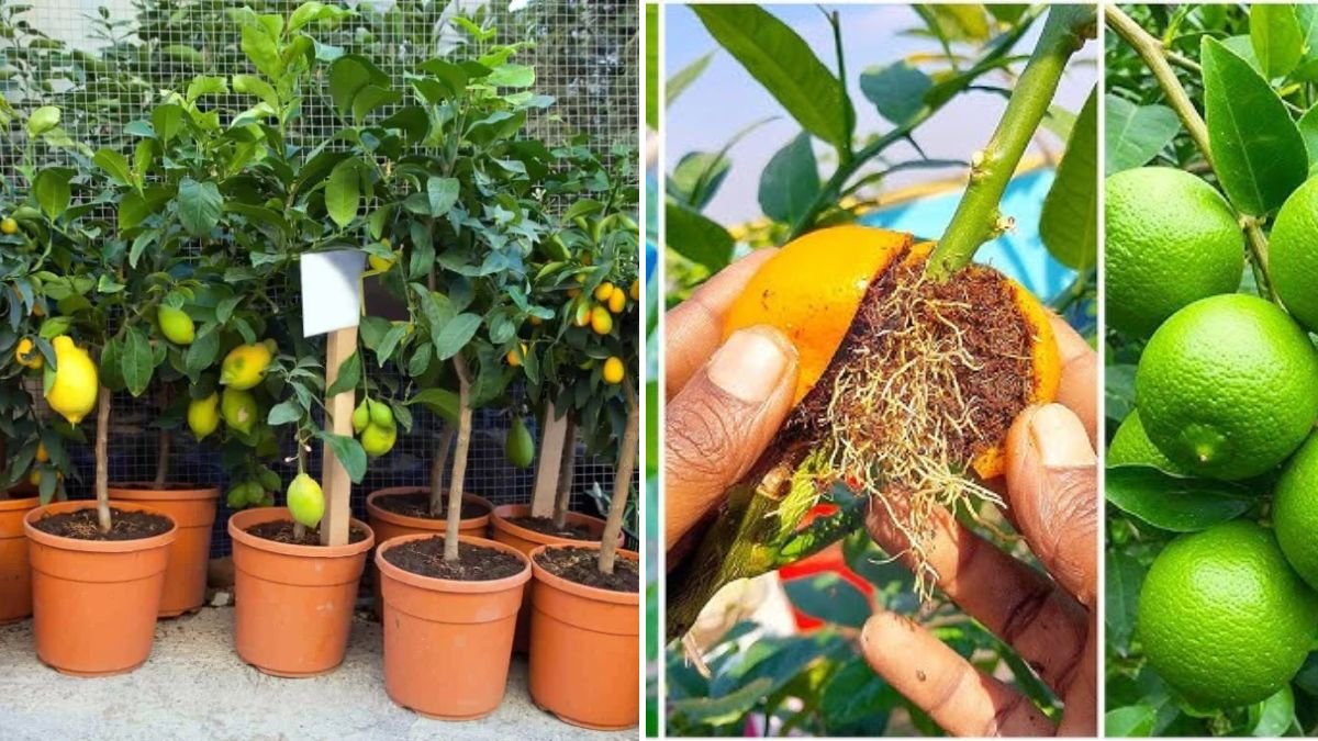 Mastering Lemon Propagation: The Complete Guide to Growing Healthy Lemon Trees at Home