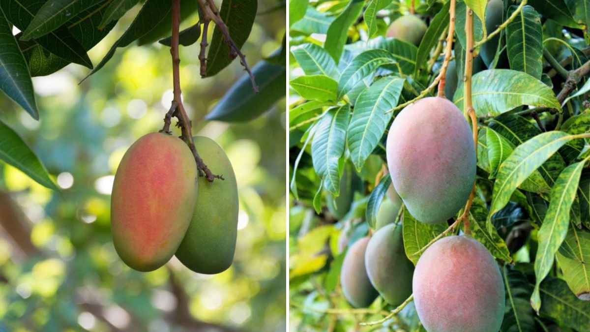 Unlocking the Secrets of Mango Tree Grafting: Grow Superior Mangoes Faster and Healthier