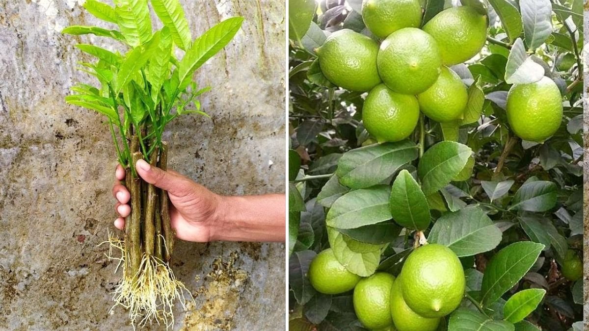 Lemon Propagation Masterclass: Proven Techniques to Grow Healthy Lemon Trees at Home