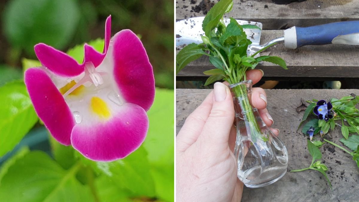 How to Propagate Plants: A Complete Guide to Multiply Your Garden Effortlessly