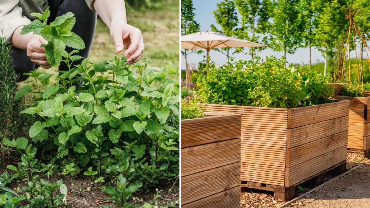 New Methods for Growing Plants: Innovative Techniques for a Thriving Garden