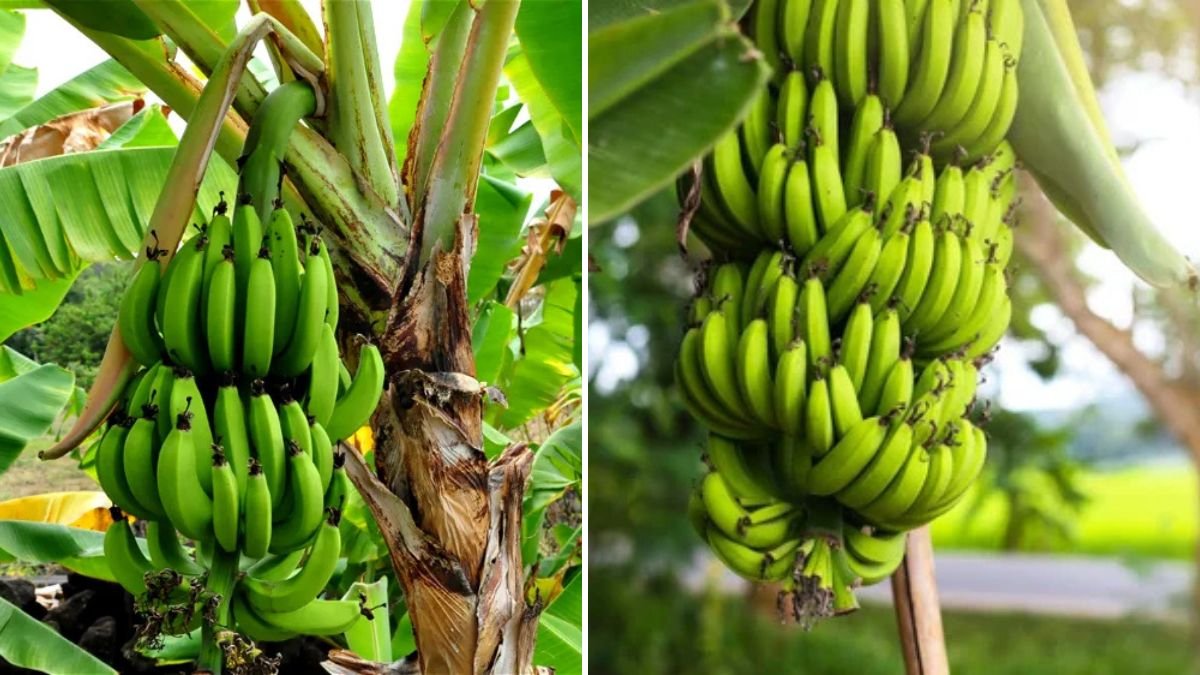 How to Grow Banana Trees from Banana Plants: Step-by-Step Guide for Lush, Fruitful Gardens