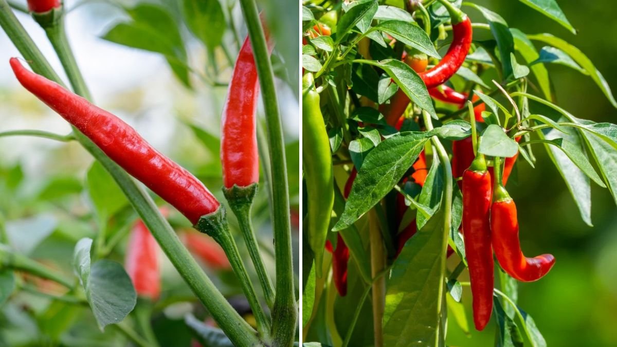 Easy Way to Grow Chili: Step-by-Step Guide for a Bountiful Harvest at Home