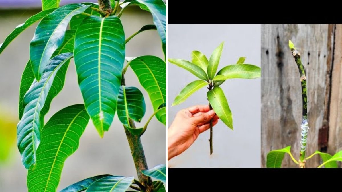 Revolutionary New Technique for Grafting Mango Trees: Faster, Stronger, and High-Yielding Plants