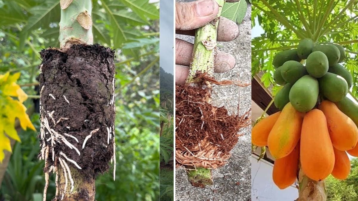 How to Graft Papaya: Step-by-Step Guide for Healthy, High-Yielding Trees