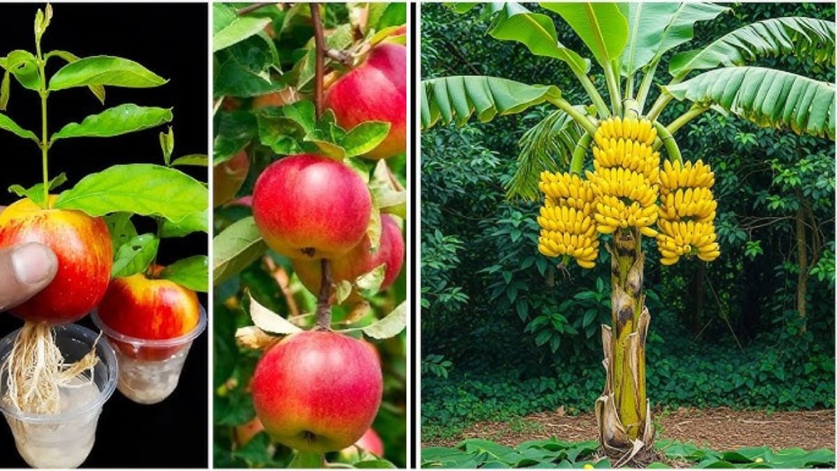 Grow Strong Apple Trees Using Bananas: A Surprising Technique for Faster Rooting and Better Growth