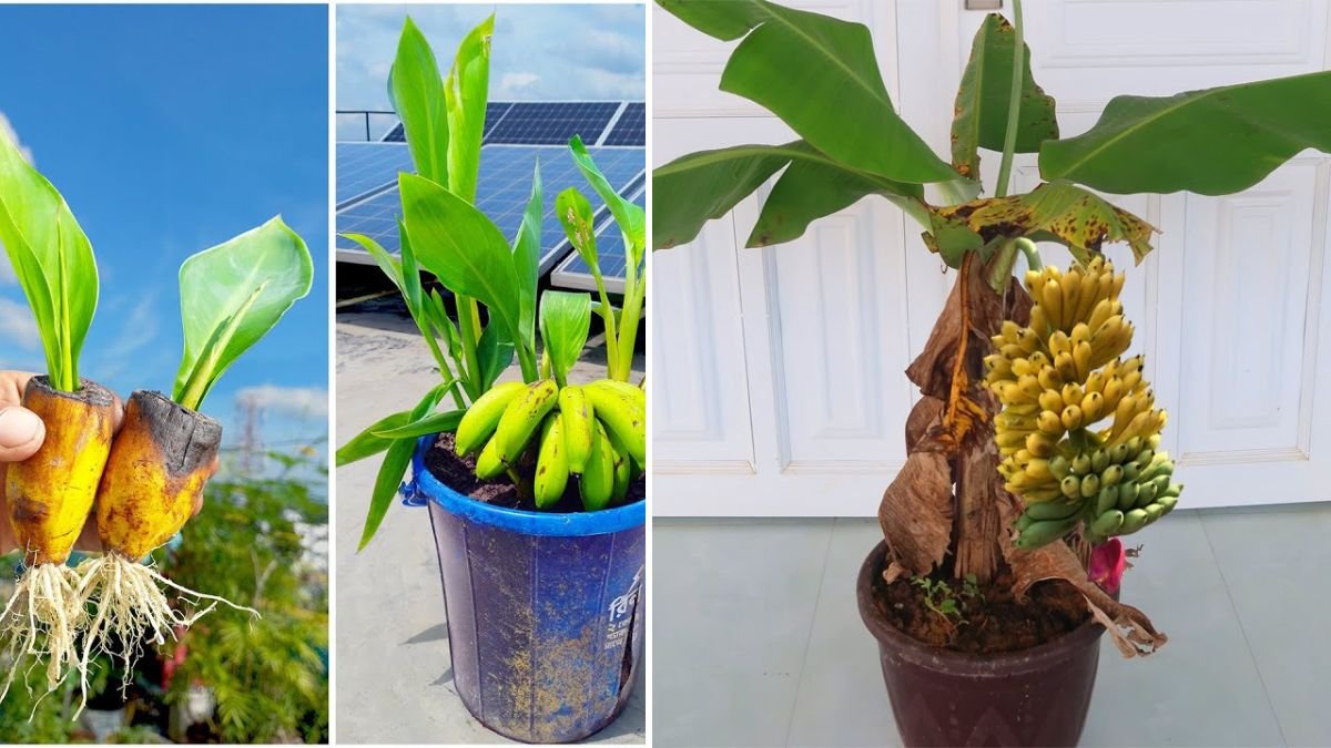 A Great Way to Grow Banana: The Simple, Powerful Method for Big Harvests at Home or Farm