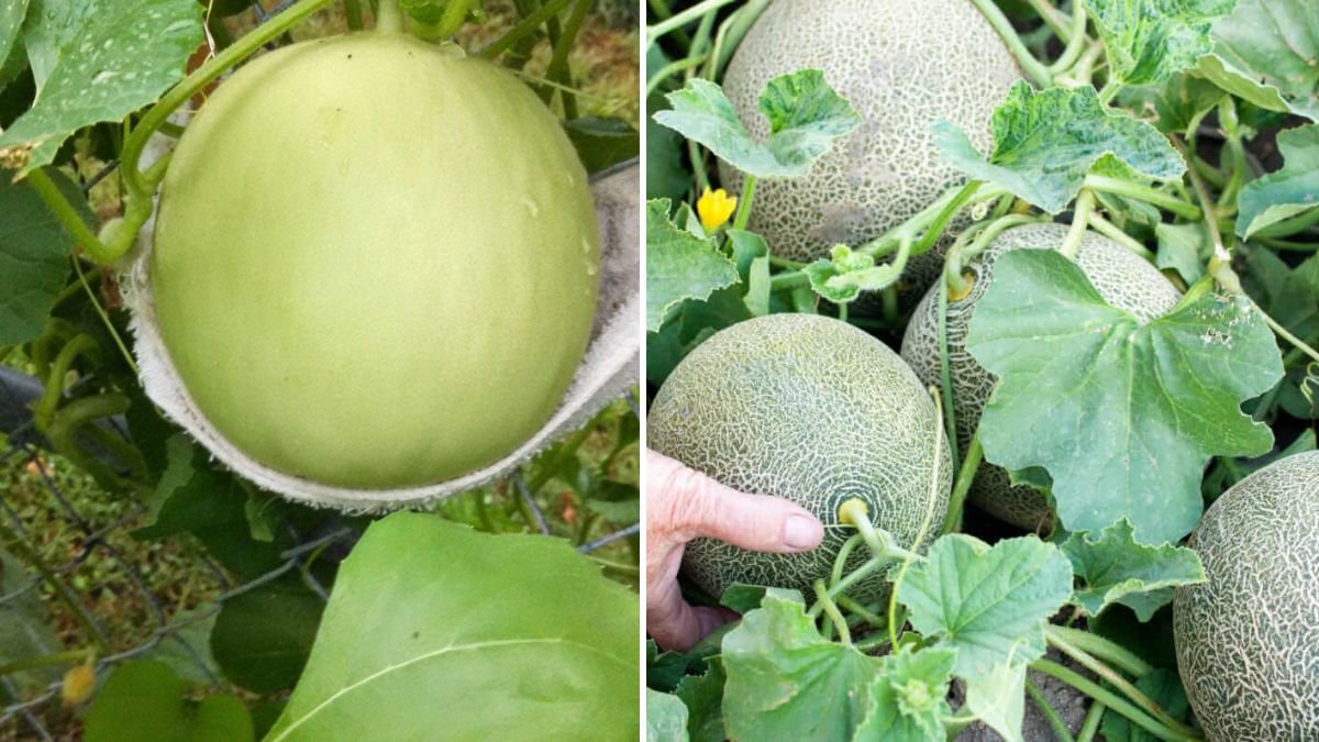 Step-by-Step Guide to Growing Melons at Home for Sweet and Juicy Fruits