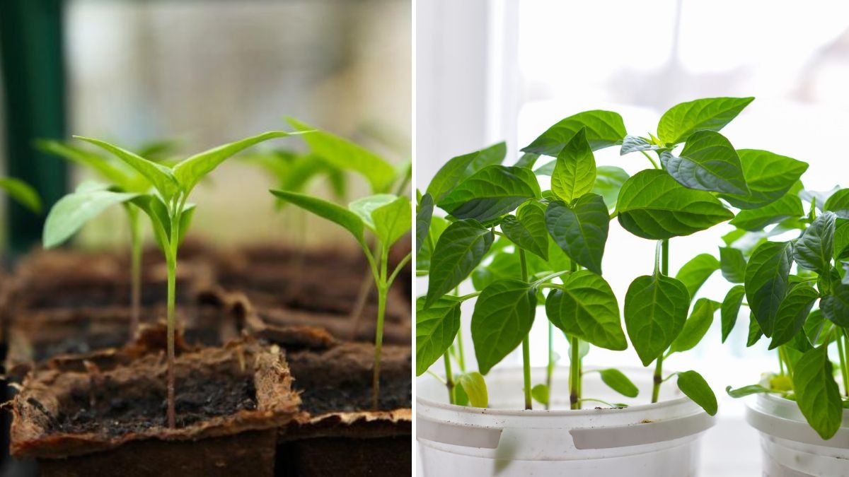 Do This and Produce Peppers Faster: Proven Techniques for Early Harvest and High Yield