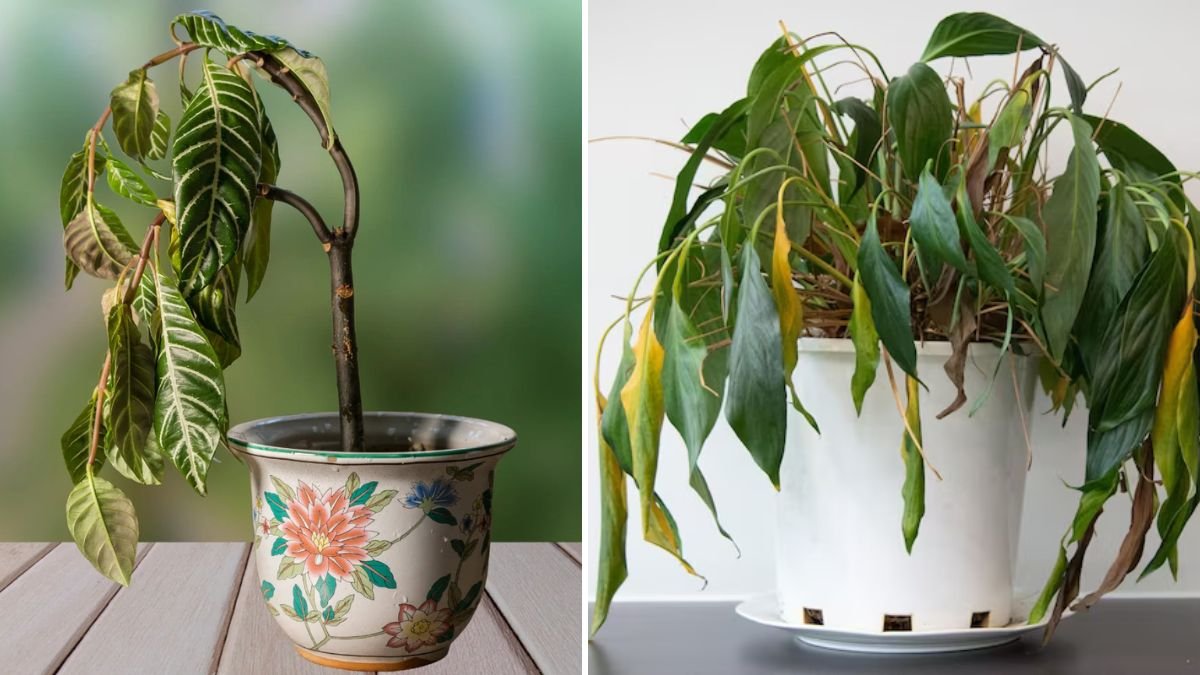 Follow This Simple Gardening Tip for Healthier Plants and Higher Yields